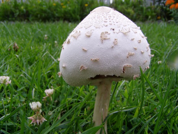 Fairy Ring Mushroom