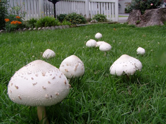 Fairy Rings Mushrooms